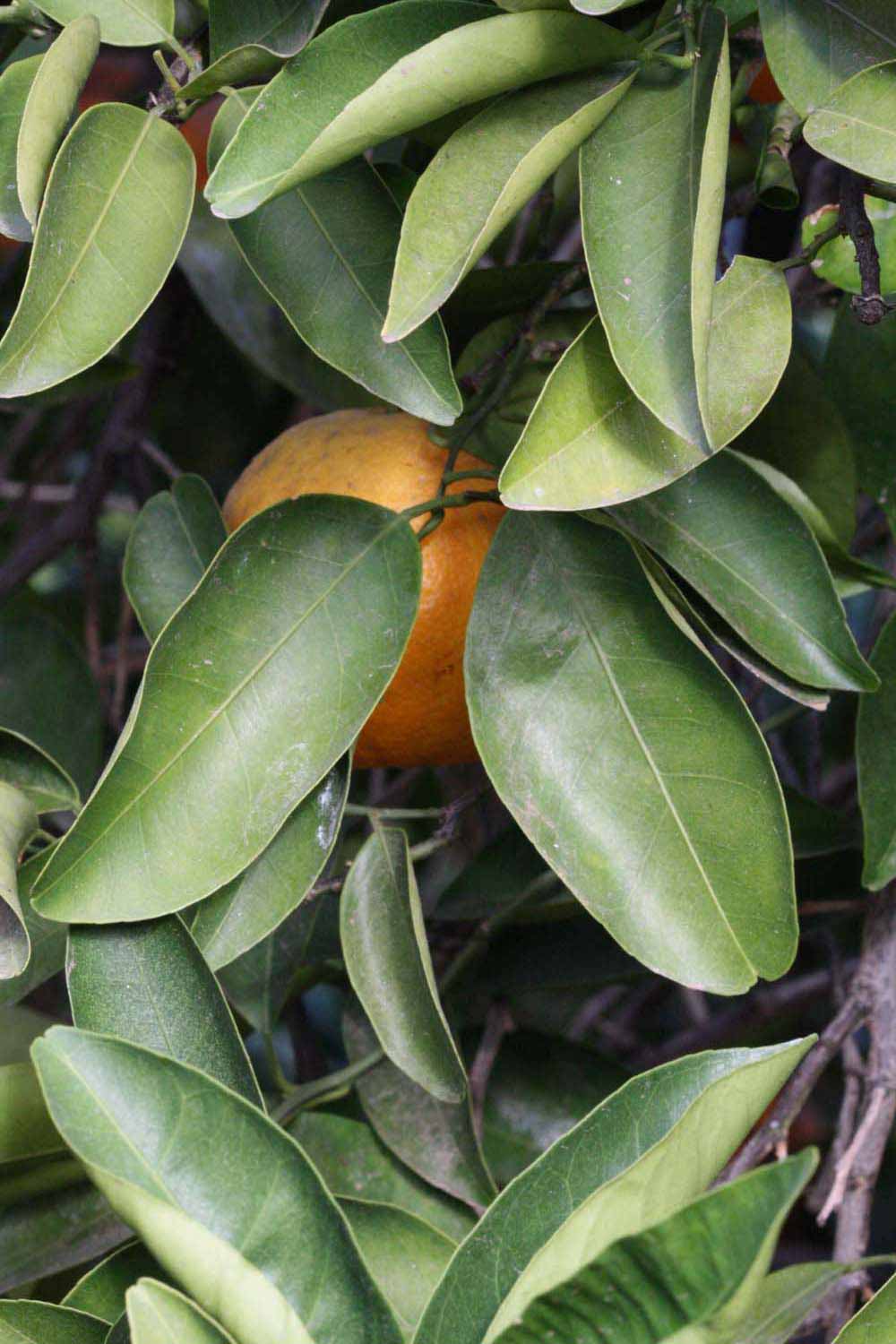              Shade leaves (Riverside, CA)       